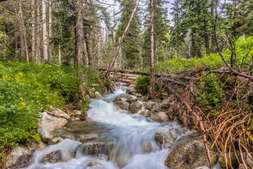 Strumyk górski © Kamil