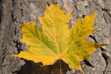 Autumn leaves on the ground in the forest - Sweden