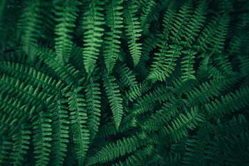 Naklejka na ściany i meble Green leaves texture. dark green foliage nature background