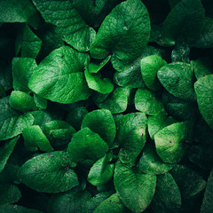 Obraz premium Green leaves texture. dark green foliage nature background