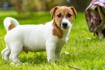 jack russel on  meadow