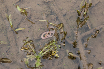 earthworm for fishing in the puddle