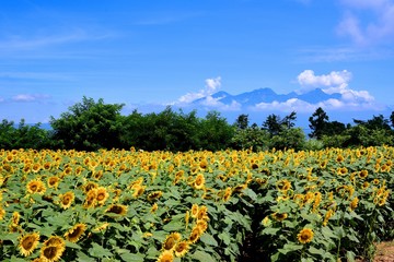 明野のひまわり畑