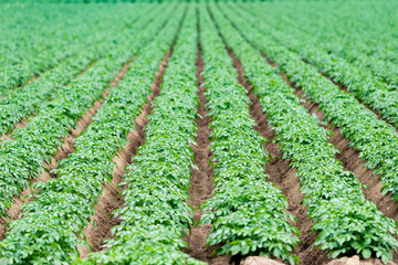 Potatoes plantations grow in the field. Vegetable rows. Farming, agriculture.