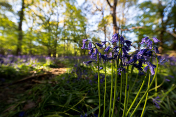 A traditional blue bell wood located in a wild forest deep in the Suffolk countryside