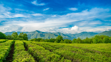 Amazing landscape view of tea plantation