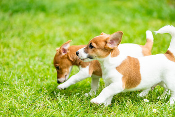 Two Jack Russell terriers playing. Two wonderful jack russell puppies