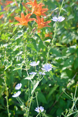 Chicory and Orange Day Lily Summer Perennials