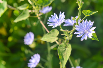 Close Up of Purple Chicory Wildflowers