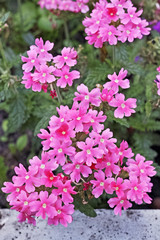 Pink Verbena Flowers