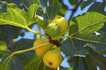 Autumn. Branch of  fig tree ( Ficus carica ) with leaves and bright fruits