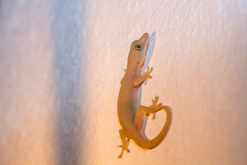 gecko