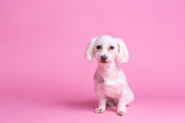 Portrait of Maltese dog sitting, short coat, front view, pink background