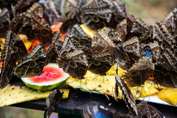Image from Morpho butterfly around Pineapple in Costa Rica