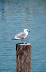 Single seagull sitting on a post in the harbor