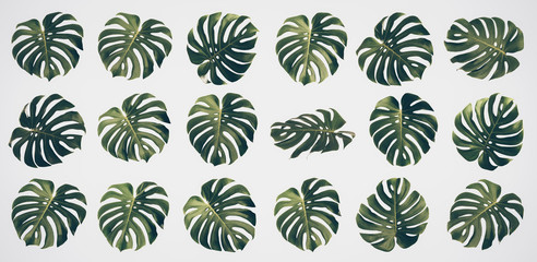 Isolated Monstera leaf set, Monstera Deliciousa leaves, shaped like a heart, is a tropical tree that can be grown indoors, Summer and spring concept, Vintage Tone.