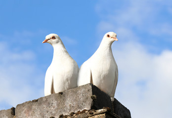 A pair of white doves perched on a building with a blue sky backdrop