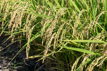 収穫まぢかの稲穂　早生品種