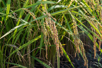 収穫まぢかの稲穂　早生品種