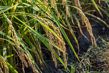 収穫まぢかの稲穂　早生品種