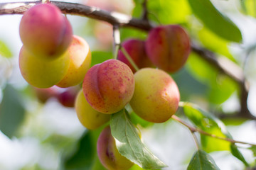 the branch with ripening fruits of plums in the garden