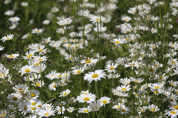 Wildblumenwiese mit vielen weißen Margeriten und Insekten wie Bienen im Sommer