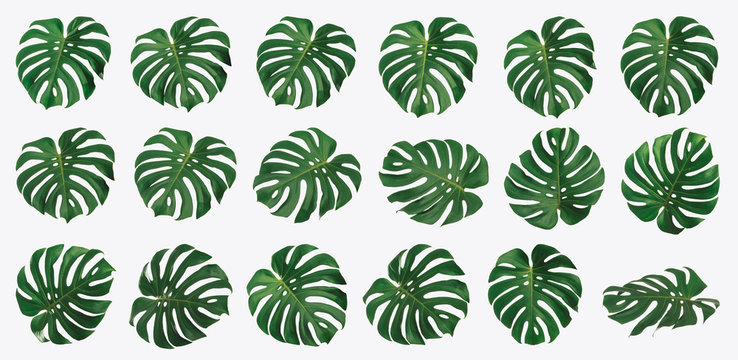 Isolated Monstera leaf set, Monstera Deliciousa leaves, shaped like a heart, is a tropical tree that can be grown indoors, Summer and spring concept, High quality image. © RoBird
