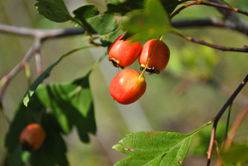 Crataegus (hawthorn, quickthorn, thornapple, May tree, whitethorn, hawberry) red ripe berries on branch with green leaves close up detail macro, yellow grass background