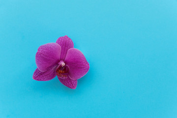 Purple orchid flower on blue background. Copy space. Flat lay. Top view.