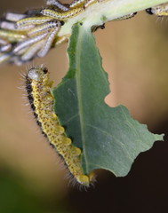 Naklejka premium Caterpillar 