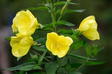 Pflanze Nachtkerze mit gelben Blüten im Sommer
