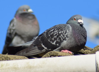 Pigeon