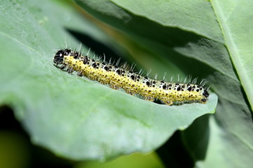 Caterpillar 