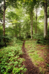 Woodland in cornwall england uk 