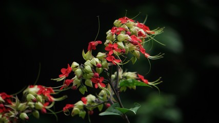 red flowers in the garden