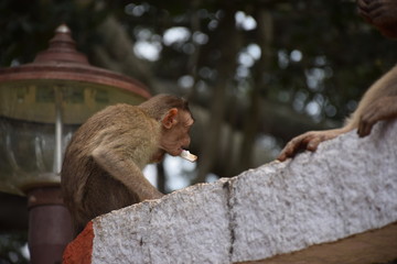 Obraz premium Monkey