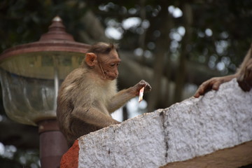 Obraz premium Monkey