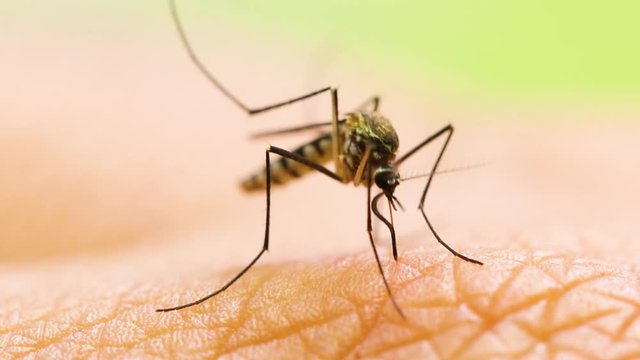 Aedes aegypti Mosquito. Close up a Mosquito sucking human blood,