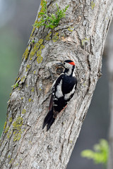 Blutspecht (Dendrocopos syriacus), Thrakien, Griechenland - Syrian woodpecker, Greece