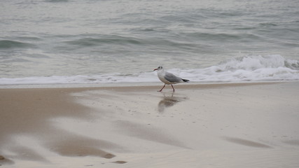seagulls on the beach, 갈매기, 부산