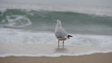 seagulls on the beach, 갈매기, 부산
