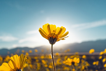 Desert Blossom Sunflowers at Sunset, Death Valley National Park, California, USA