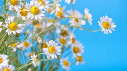 Сhamomile (Matricaria recutita), blooming spring flowers on a blue background, closeup, selective focus, with space for text