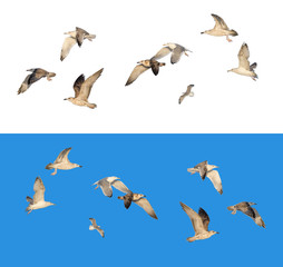 Set of different flying seagulls in different poses, isolated on white and blue background