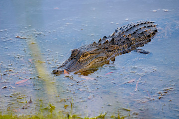 Alligator in a North Carolina Pond