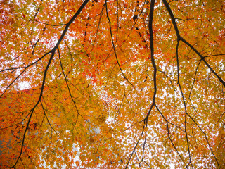 Beautiful orange maple branch under sunlight for background and copy space, Japan