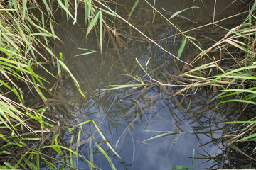 Scenery with quiet lake with reeds