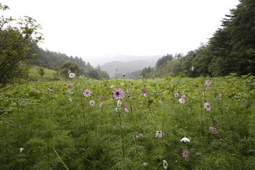 meadow with flowers 코스모스 cosmos 꽃