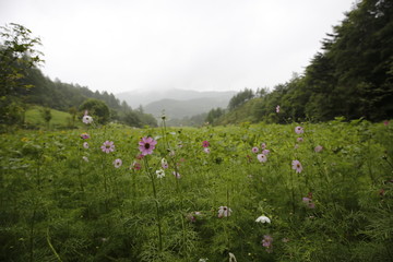 meadow with flowers 코스모스 cosmos 꽃