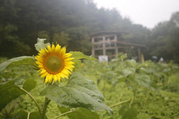 sunflower in the field , 한국 해바라기